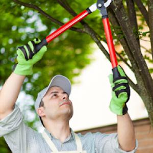 Tim Sauers Tree Service