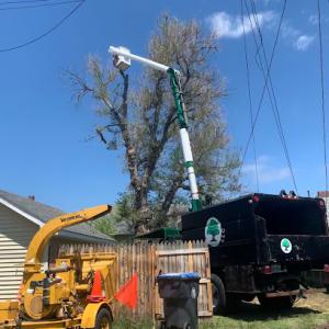 Premier Lawn & Tree Care