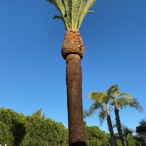 Don Williams Landscape & Tree Service