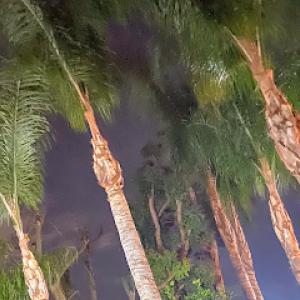 Villegas Tree Service