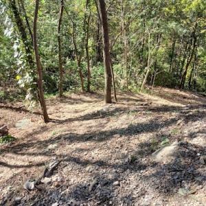 Quality Tree Solutions