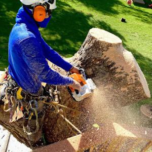 Bare Nature Tree Surgeons