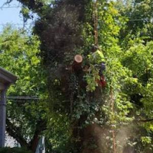 Rojas Chops Tree Service