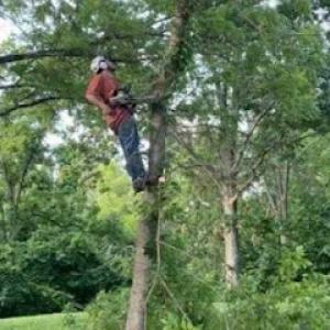 Mountain View Tree Service
