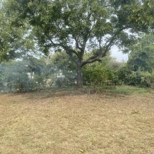 Dad's do it best tree service