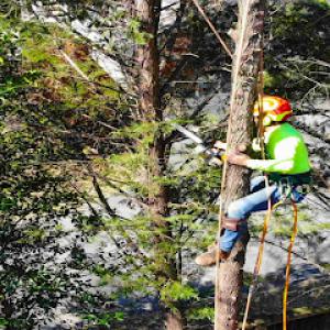 Beautiful Country Tree Service