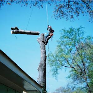 Paragon Tree Experts