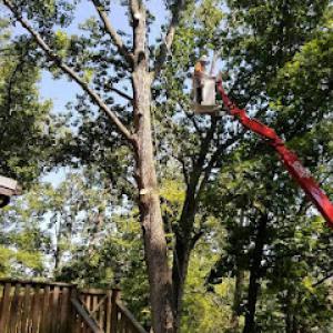 Bobby's Tree Service