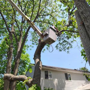 Kenwood Tree Service