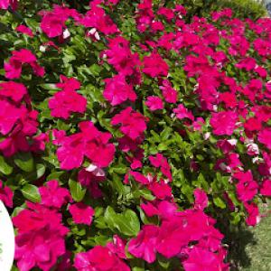 My Neighbor Services