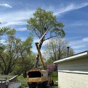 MB Tree Service