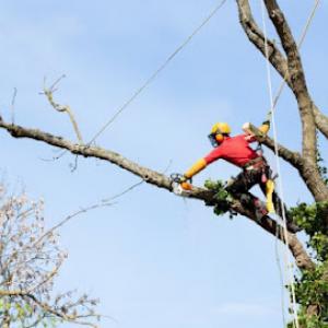 J & J Professional Tree Service