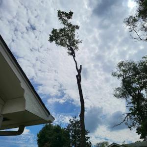 Alix Blanks Tree Service