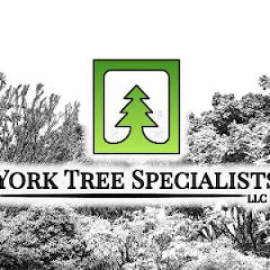 York Tree Specialists