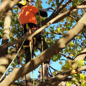 A&M Tree Services