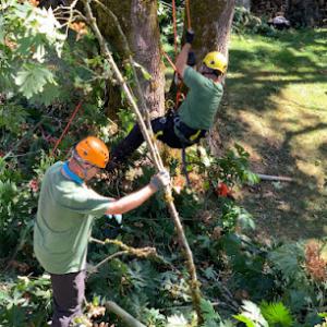 Veteran Landscape & Tree Service