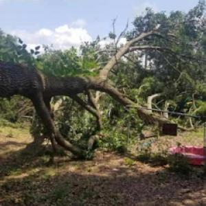 Professional Lot Clearing & Tree Service