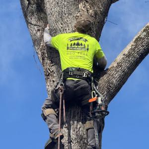 B&D Tree & Landscaping