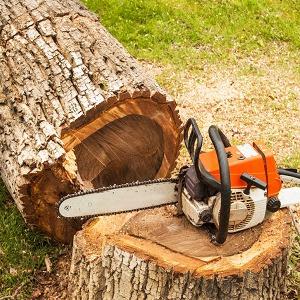 Jose Rodriguez Tree Trimming & Removal