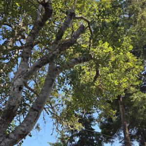 jonathon lemmon tree service & advertisements