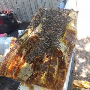 The Bee Guy LIVE Bee Removal/Wildlife Management.