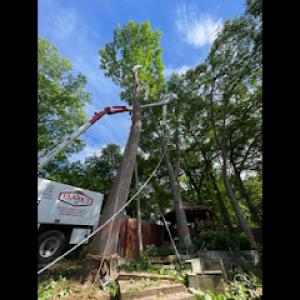 Clark's Tree Express