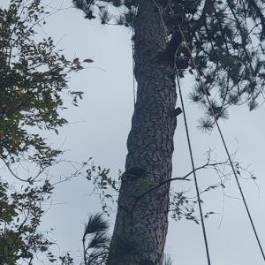 J.c Tree Service
