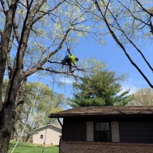 Lehigh Valley Tree Service