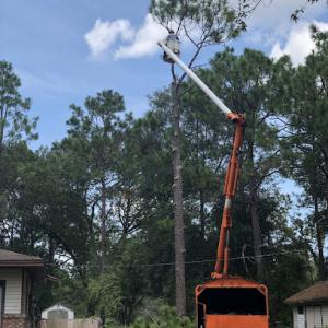 Buck's Lawn & Tree Service