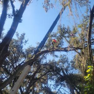 The Tree Guy of Florida