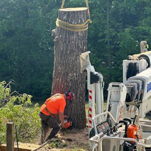 Mountain Area Tree & Landscape