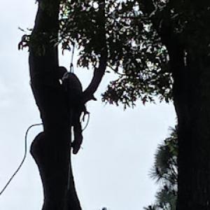 Cantrell Tree Service