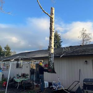 Nicholson's Tree Services