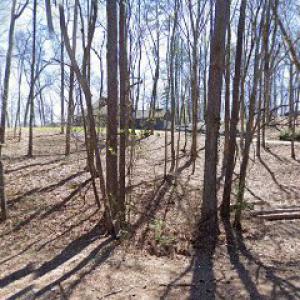 Two Brothers Tree Service / Two Brothers Services