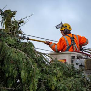 Mr Tree Service of Fairfield