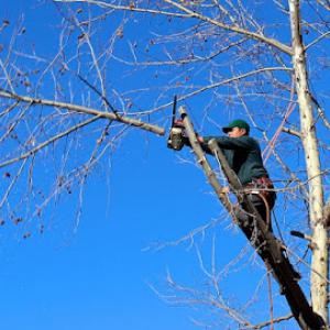 Tree Service Stamford