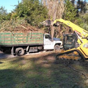 T.R.E.E. Trimming & Removals Easily & Efficiently