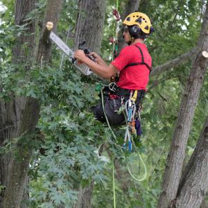 Selner Tree & Shrub Care