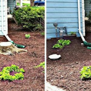 Knock Out Stump Grinding