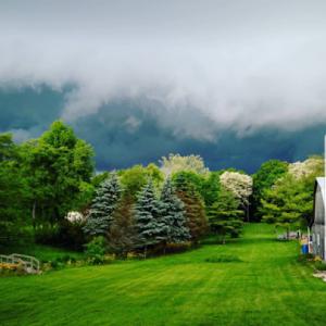 Great Dane Tree Experts & Landscaping