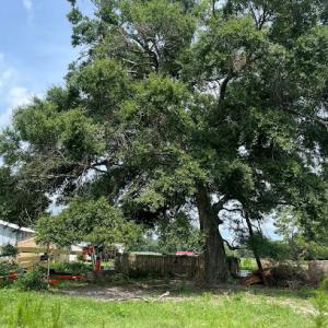 Sanford Tree Removal & Trimming Services, Land Clearing & Forestry Mulching, Tree & Debris Storm Damage Cleanup