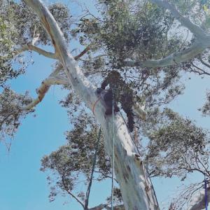 Valley Falls Tree Care Company