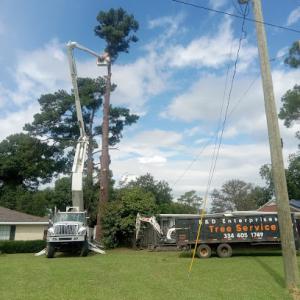B&D Tree Service