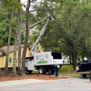 Pine Forest Tree Services