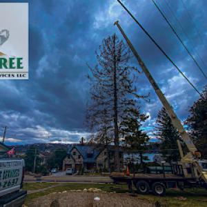Beaver Tree Services