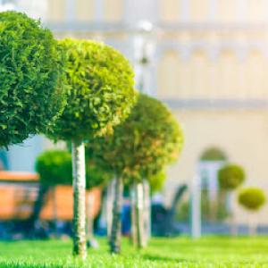 Noel's Tree Services