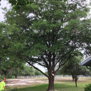 Claypool’s Tree Service