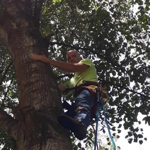 Steve Morgan Tree Service