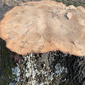 Hungry Beaver Tree Service