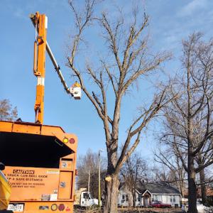 All Seasons Tree Service